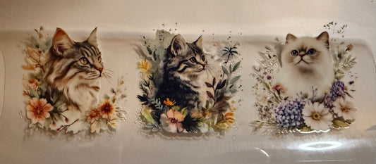 Cat #5